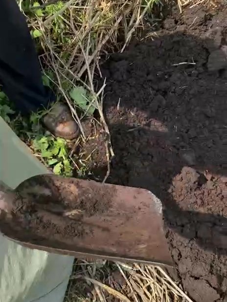 Текстура грунта на биогумусе на лопате при добыче